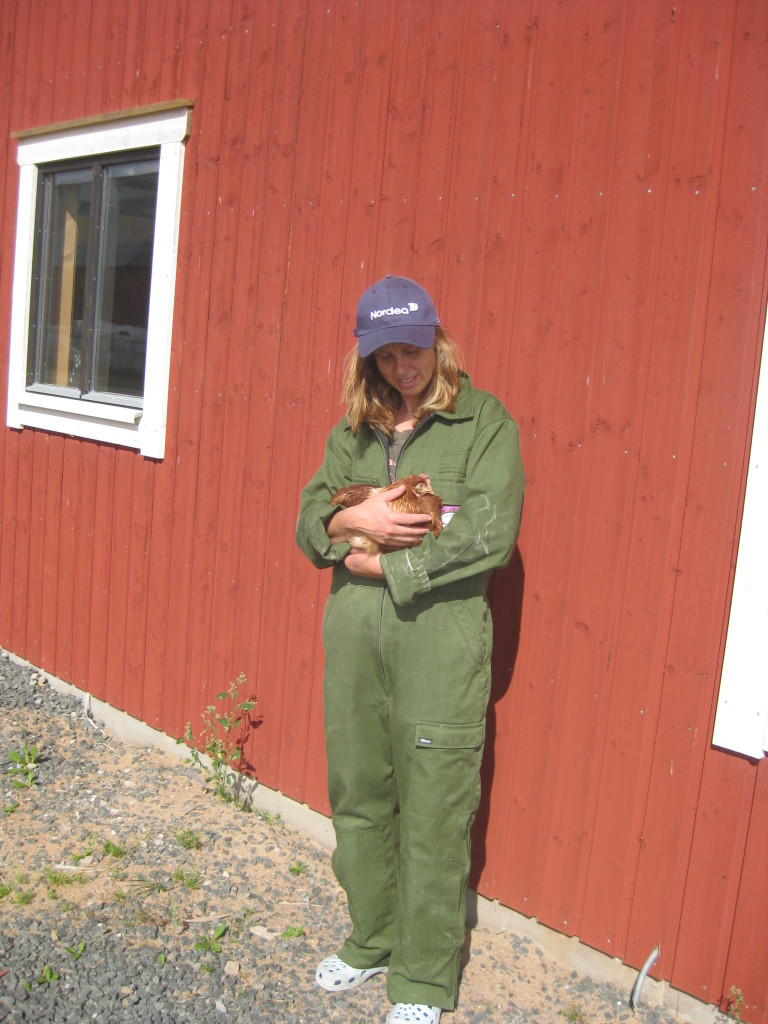 Nyinflyttat höna, Britt 22 augusti