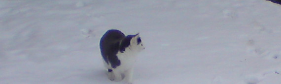Nyfiken katt